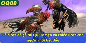 Cá cược đá gà tại QQ88: Mẹo và chiến lược cho người mới bắt đầu