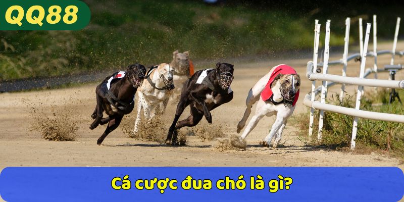 Cá cược đua chó là gì?