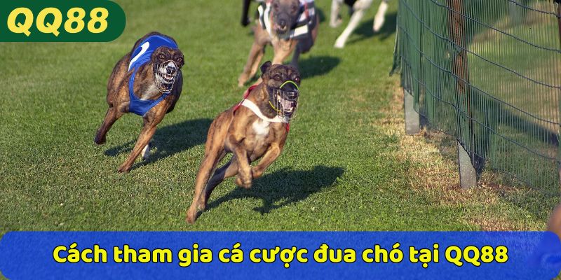 Cách tham gia cá cược đua chó tại QQ88