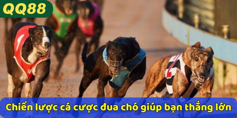 Chiến lược cá cược đua chó giúp bạn thắng lớn