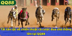 Tất tần tật về chiến thuật cá cược đua chó thắng lớn ở QQ88