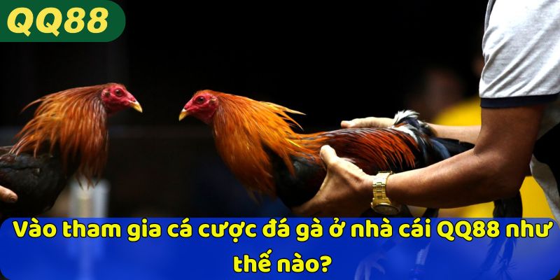 Vào tham gia cá cược đá gà ở nhà cái QQ88 như thế nào?
